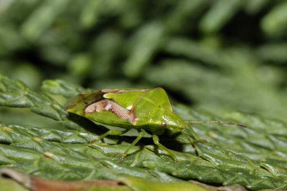Acanthosomatidae: Cyphostethus tristriatus nel Parco Ticino